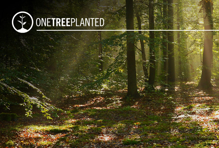 A Tree is Planted with Every Woodwerx Order